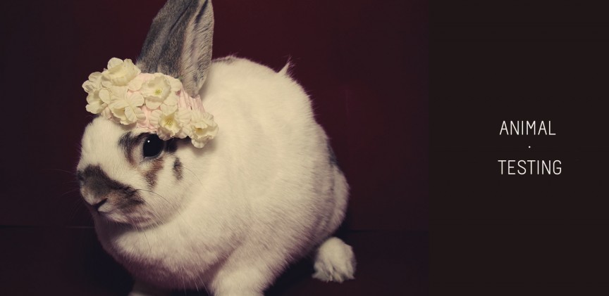 animal-testing blogimage