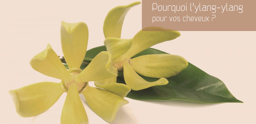 Lhuile essentielle d'ylang-ylang pour les cheveux blogimage