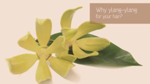 Why we love ylang-ylang essential oil for hair