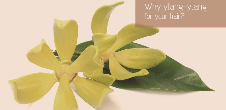 Ylang-ylang essential oil for hair blogimage