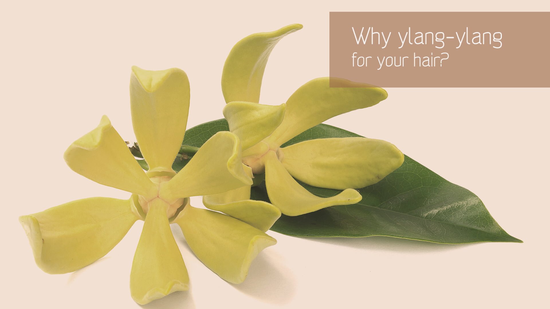 The benefits of ylangylang essential oil for your hair Antonin.B