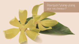 Pourquoi l’huile essentielle d’ylang-ylang pour vos cheveux ?