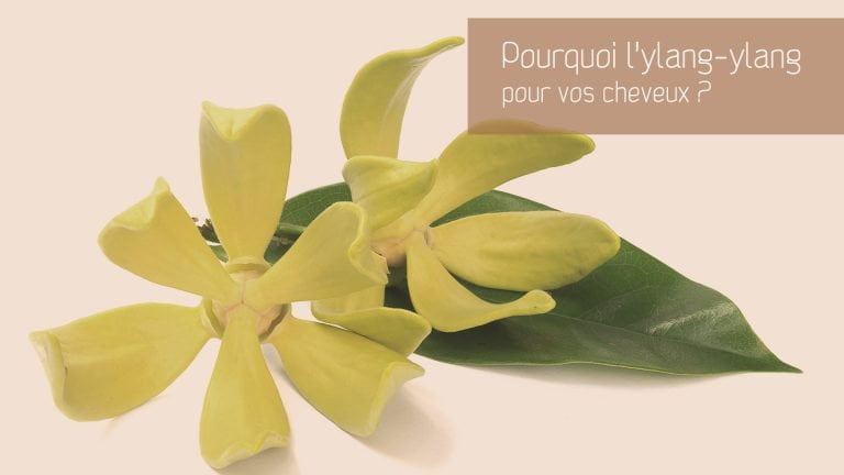 Pourquoi l'huile essentielle d'ylang-ylang pour vos cheveux ?